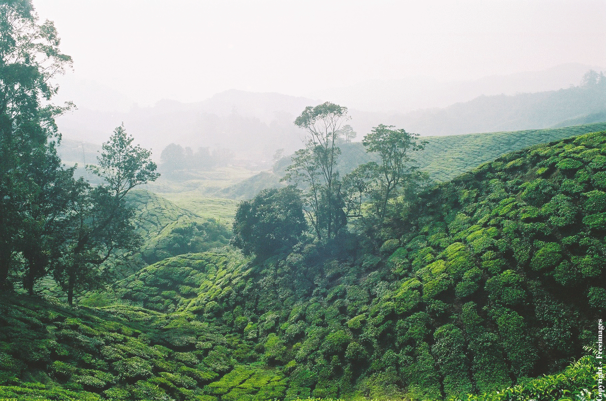 Tea Field 13 Yunnan Light — La Maison Des Arômes